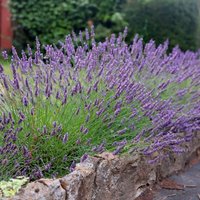 Grosso Lavender Outdoor Shrub Lavandula x Intermedia Pot