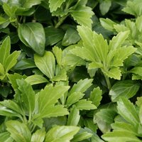 Japanese Spurge Outdoor Shrub Pachysandra Terminalis Pot