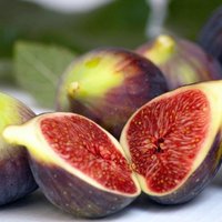 Fig Brown Turkey Fruit Bush Ficus carica Fruiting Shrub Pot 30cm 40cm
