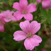 Wargrave Pink Cranesbill Perennials Flowering Plants Geranium × Oxonianum Pot