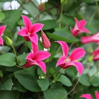 Clematis Princess Diana Flowering Vine Climbing 60cm Cane Pot