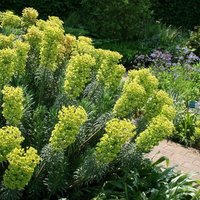 Wulfenii Spurge Perennials Flowering Plants Euphorbia Characias Subsp. Pot