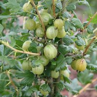 Gooseberry Invicta Fruit Bush Ribes Fruiting Berry Shrub Pot