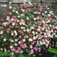 Mexican Fleabane Perennials Flowering Plants Erigeron Karvinskianus Pot