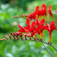 Lucifer Montbretia Perennials Flowering Plants Crocosmia Pot