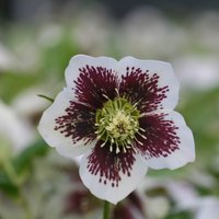 Harvington Speckled Lenten Rose Hellebore Perennials Flowering Plants Green
