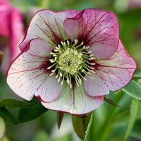 Harvington Picotee Lenten Rose Hellebore Perennials Flowering Plants Pot