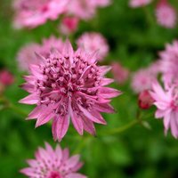 Roma Masterwort Perennials Flowering Plants Astrantia Pot
