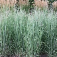 Heavy Metal Switch Grass Panicum Virgatum Outdoor Ornamental Pot