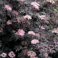 Porphyrophylla Eva Elder Shrub Sambucus Nigra Pot Green