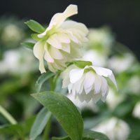 Harvington Double Lenten Rose Hellebore Perennials Flowering Plants Pot Green