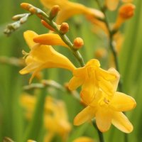 George Davison Montbretia Perennials Flowering Plants Crocosmia Pot