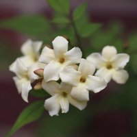 Jasminum officinale Devon Cream Flowering Climbing 60cm Cane Pot