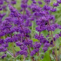 Purple Rain Balkan Clary Meadow Sage Perennials Flowering Plants Salvia Pot