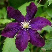 Clematis Romantika Burgandy Flowering Vine Climbing 60cm Cane Pot