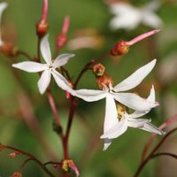 Bowmans Root Perennials Flowering Plants Gillenia Trifoliata Pot