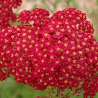 Velvet Yarrow Sneezewort Perennials Flowering Plants Achillea Pot Green