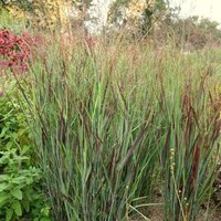 Shenandoah Switch Grass Panicum Virgatum Outdoor Ornamental Pot