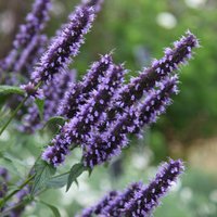 Blackadder Mexican Giant Hyssop Perennials Flowering Plants Agastache Pot