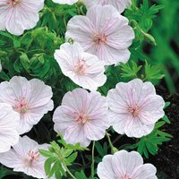 Striatum Striped Bloody Cranesbill Perennials Flowering Plants Geranium Pot