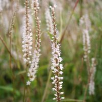 Alba Persicaria Perennials Flowering Plants Bistorta Amplexicaulis Pot