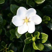 Kleims Hardy Gardenia Shrub Gardenia Jasminoides Pot