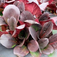 Overture ElephantS Ears Perennials Flowering Plants Bergenia Pot