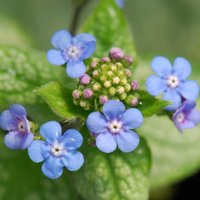 Brunnera Jack Frost Siberian Bugloss Perennials Flowering Plants Pot