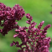 Schwellenburg Balkan Clary Meadow Sage Perennials Flowering Plants Salvia Pot