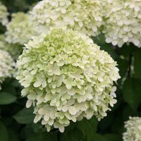 Limelight Outdoor Shrub Hydrangea Paniculata Flowering Plants Pot