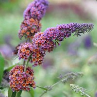 Bicolor Butterfly Bush Outdoor Shrub Buddleja x Weyeriana Pot