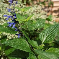 & Blue Salvia Sage Perennials Flowering Plants Salvia Guaranitica Pot Green