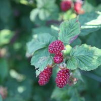Tayberry Buckingham Thornless Fruit Bush Rubus Fruiting Berry Shrub Pot