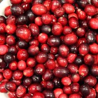 Cranberry Pilgrim Fruit Bush Vaccinium Fruiting Berry Shrub Pot