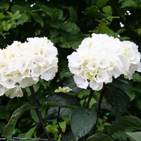 Zebra Outdoor Shrub Hydrangea Macrophylla Flowering Garden Pot