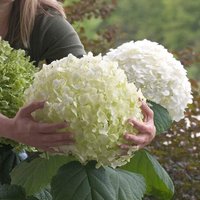 Incrediball Sevenbark Outdoor Shrub Hydrangea Arborescens Pot