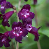 Pensham Plum Jerkum Beard Tongue Perennials Flowering Plants Penstemon Pot