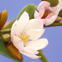 Fairy Magnolia Blush Outdoor Shrub Magnolia Flowering Bush Pot 30cm