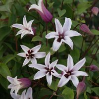 Clematis Princess Kate Flowering Vine Climbing 60cm Cane Pot