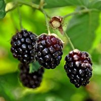 Boysenberry Fruit Bush Rubus Fruiting Berry Shrub Pot