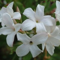 Jasminum officinale Affine Flowering Vine Climbing 60cm Cane Pot