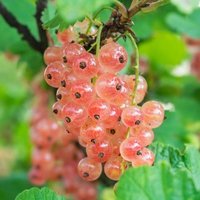 Pinkcurrant Gloire De Sablons Fruit Bush Ribes Rubrum Shrub Pot
