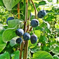 Honeysuckle Honeyberry Boreal Beauty Fruit Bush Lonicera Shrub Pot