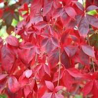Parthenocissus Quinquefolia Virginia Creeper VinePlant 10cm 9cm Pot