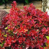 Atropurpurea Admiration Barberry Shrub Berberis Thunbergii Pot
