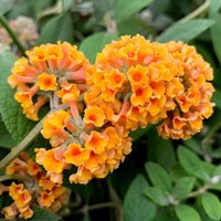 Sungold Butterfly Bush Outdoor Shrub Buddleja x Weyeriana Pot