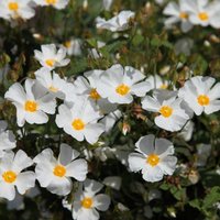 Rock Rose Outdoor Shrub Cistus x Hybridus Garden Tree Bush Pot