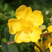 Hidcote St. Johns Wort Shrub Hypericum x Hidcoteense Pot