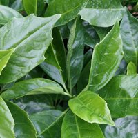 Rozannie Japanese Laurel Outdoor Shrub Aucuba Japonica Pot