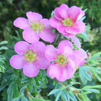Pink Beauty Shrubby Cinquefoil Shrub Potentilla Fruticosa Pot